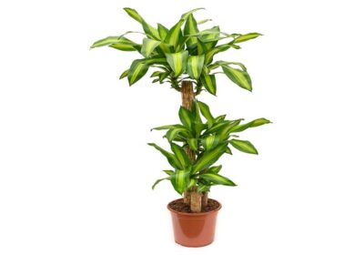 Dracaena-fragrans-Massangeana-Multi-Stem_1200x