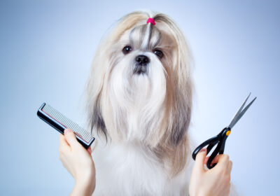 dog-grooming-logo