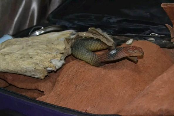 TRADITIONAL HEALER [+27672740459]] ╬ SANGOMA TO BRING BACK LOST LOVE SPELLS CASTER, The Most Powerful Black Magic Voodoo Spells Caster In Toronto, Johannesburg, Washington And OTHER Parts Of THE World.