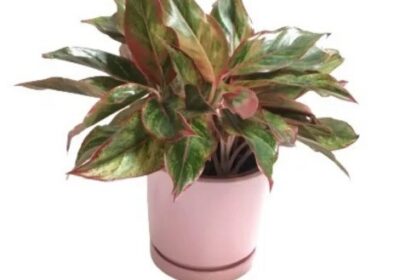 Indoor_plants