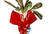 Gift Vibrant Indoor Plants