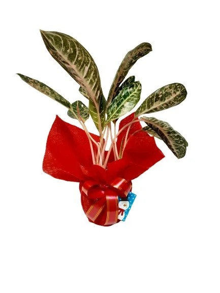 Gift Vibrant Indoor Plants