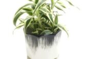 Gift Vibrant Indoor Plants