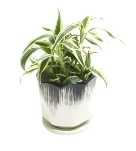 Gift Vibrant Indoor Plants