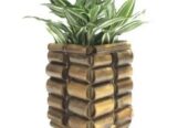 Gift Vibrant Indoor Plants