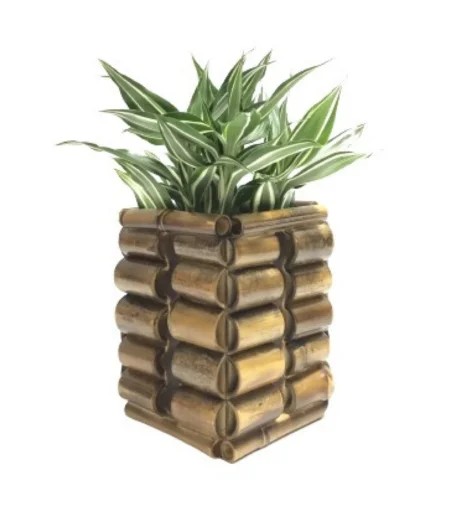 Gift Vibrant Indoor Plants