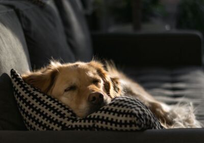 Owning_a_pet_in_abu-dhabi_1