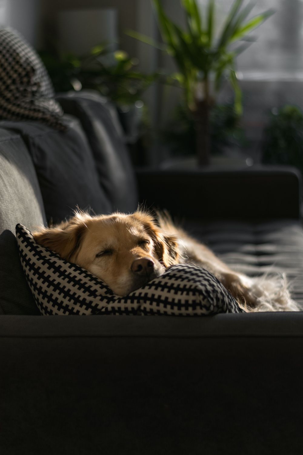 Your Guide to Owning a Pet in Abu Dhabi