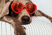 Your Guide to Owning a Pet in Abu Dhabi