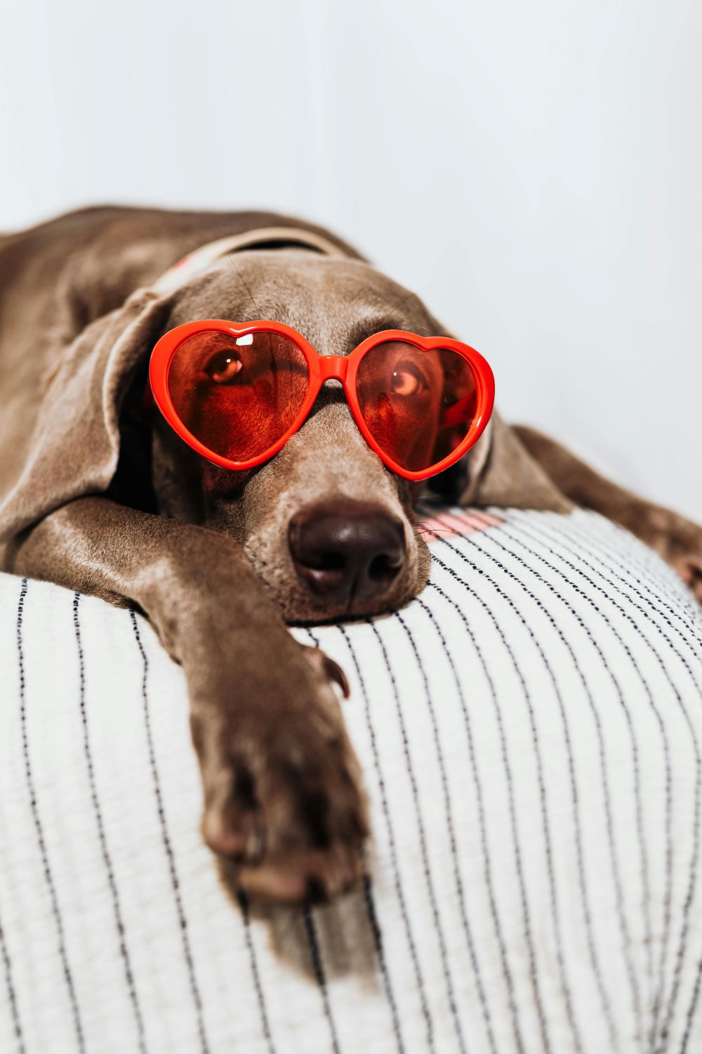 Your Guide to Owning a Pet in Abu Dhabi