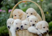 Your Guide to Owning a Pet in Abu Dhabi