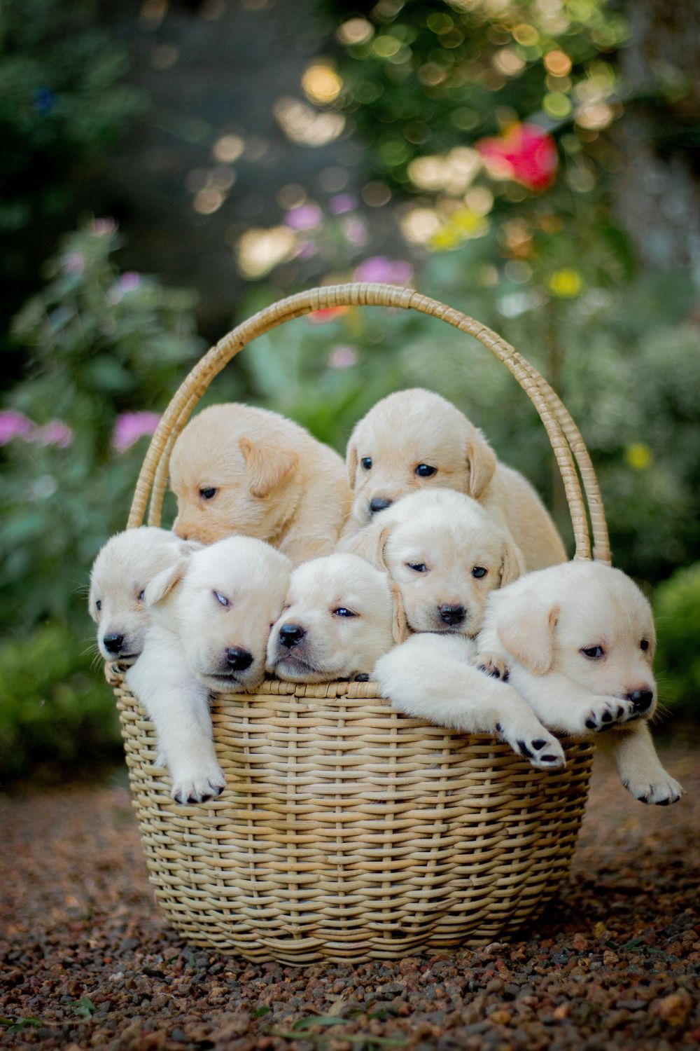 Your Guide to Owning a Pet in Abu Dhabi