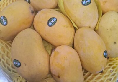 Alphonso-mangoes
