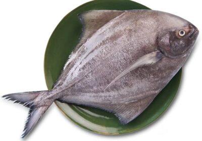 Black-Pomfret