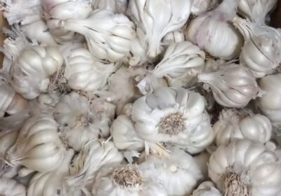 Garlic