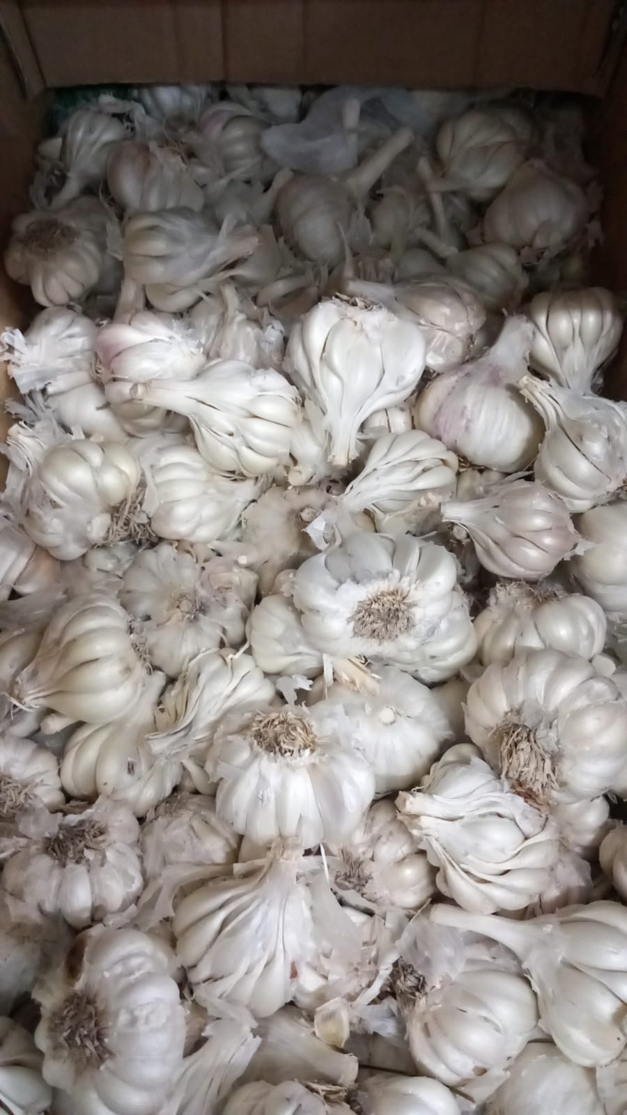 Garlic-Indian