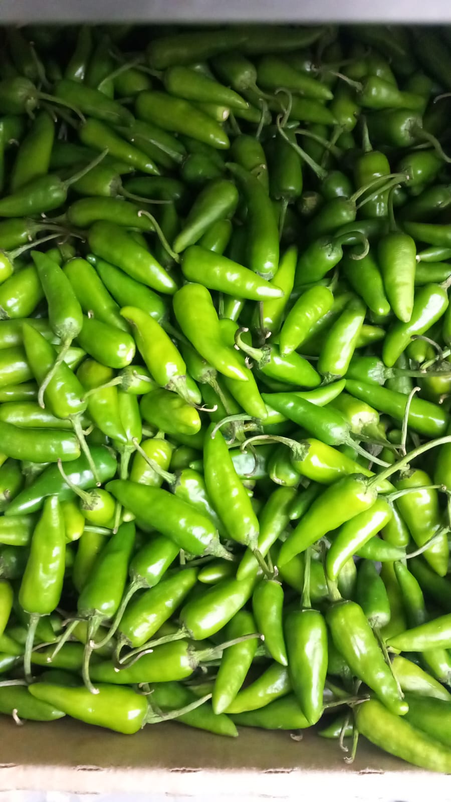 Green Chilli
