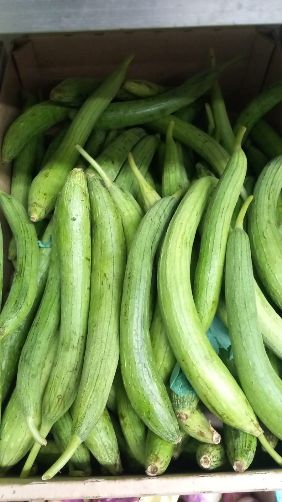 Kakdi-Cucumber