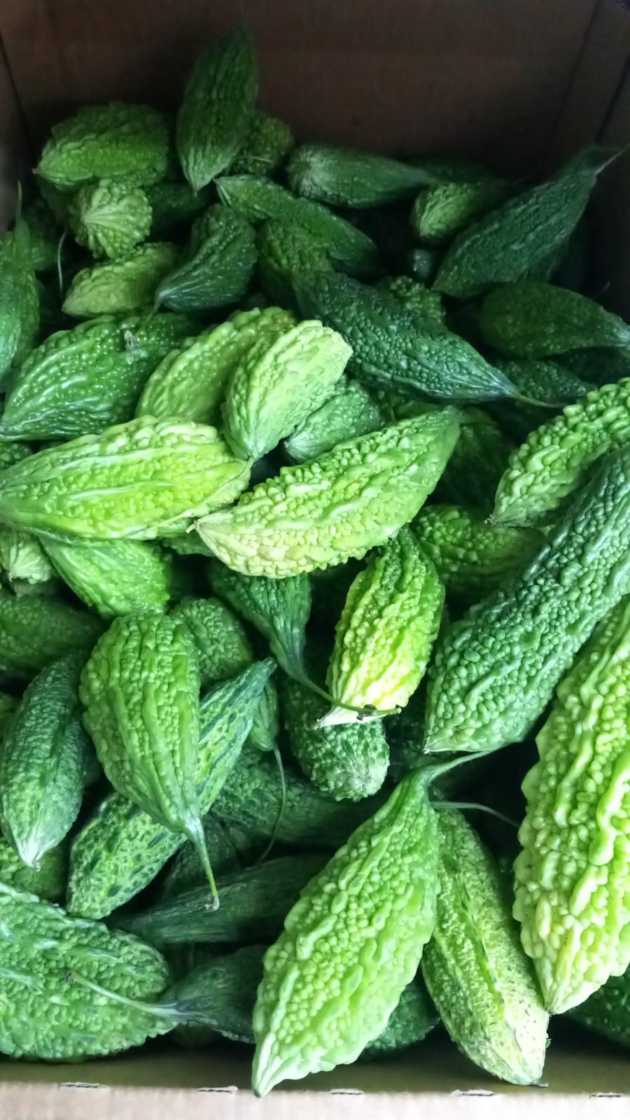 Karela-Bitter Gourd