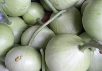 Lauki-Bottle-Gourd
