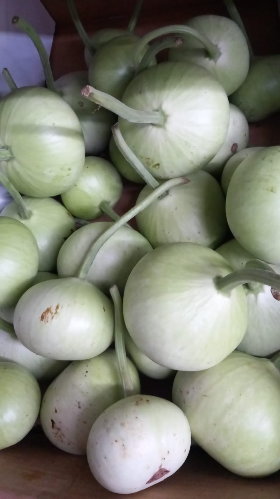 Lauki – Bottle Gourd