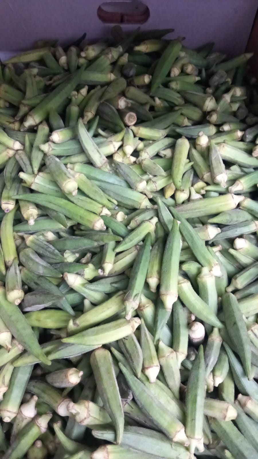 Okra – Lady’s Finger