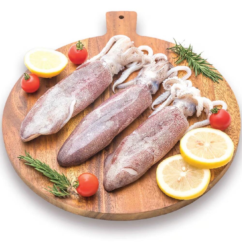 Squid Fish