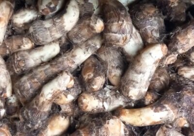 Taro-arbi