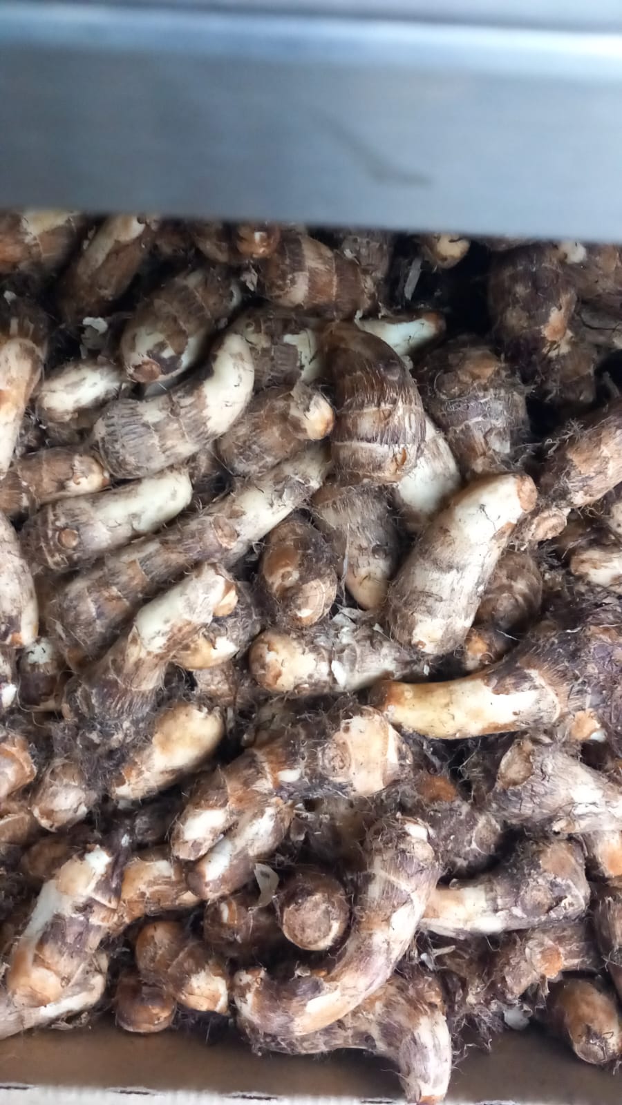 Fresh taro (arbi)