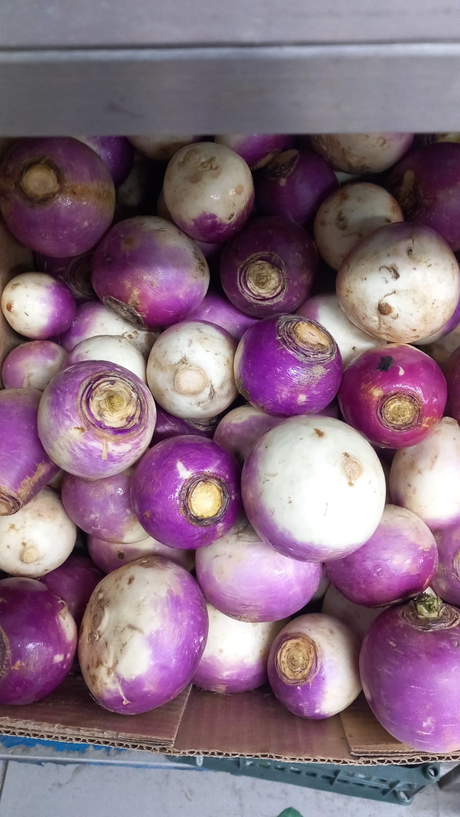 Turnip – Shalgam
